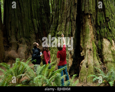 Tre persone che guardano in alto a un gigante di Redwood Foto Stock