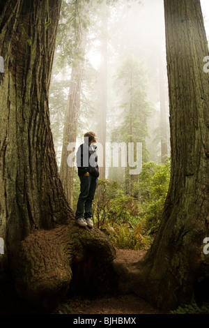 Uomo in piedi tra i due giganti redwoods nella foresta Foto Stock