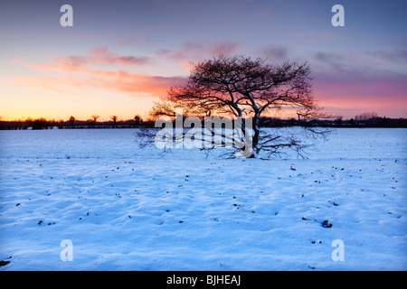Tree contro un tramonto spettacolare dopo nevicate invernali nella campagna di Norfolk nella periferia di Diss Foto Stock