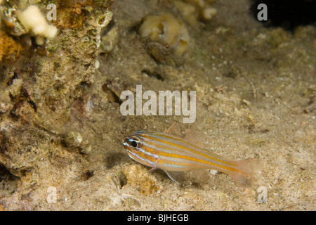 Yellowstriped cardinalfish (Apogon cyanosoma) Foto Stock