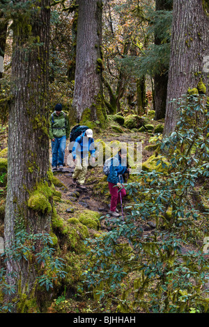 Trekking a piedi attraverso una sana foresta di conifere sul intorno il MANASLU TREK - REGIONE NUPRI, NEPAL Foto Stock