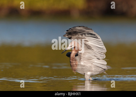 Reddish Garzetta (Egretta rufescens) pesca di Sunrise Foto Stock