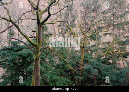 Western Hemlock, Tsuga heterophylla piantata in un antico bosco di querce, Galles. Foto Stock