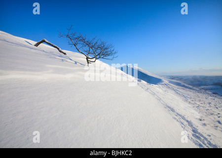 Hawthorne pendente tree sul bordo Rushup seguenti neve pesante nel Parco Nazionale di Peak District Foto Stock