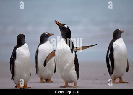 Gentoo Penguin Pygoscelis papua Eselspinguin Sea Lion Island Isole Falkland Foto Stock