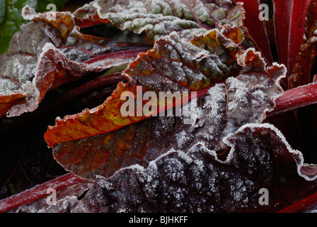 Beta vulgaris cycla, foglia di barbabietola o di Ruby Chard in frost. Foto Stock