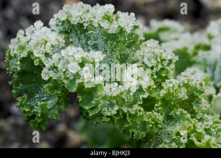 Brassica oleracea var. acephala, Kale, Pentland Brig nel gelo. Foto Stock