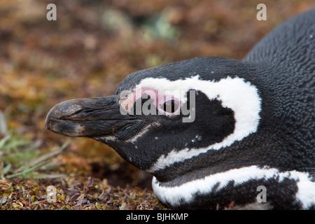 Magellanic Penguin Spheniscus magellanicus Magellanpinguin Jackass Sea Lion Island Isole Falkland adulto Foto Stock