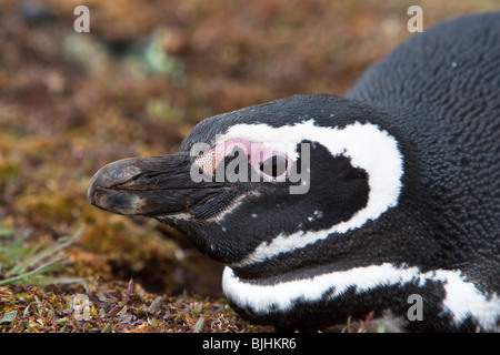 Magellanic Penguin Spheniscus magellanicus Magellanpinguin Jackass Sea Lion Island Isole Falkland adulto Foto Stock