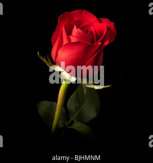 Single red rose contro uno sfondo nero Foto Stock