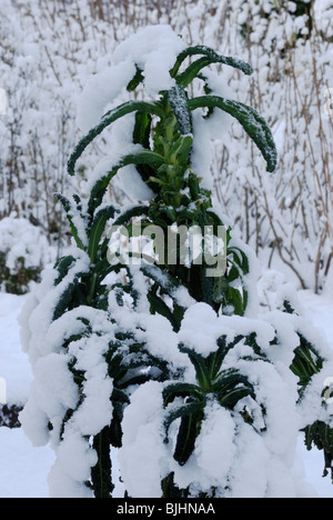 Brassica oleracea var. acephala, Kale, Nero di Toscana, nella neve. Foto Stock