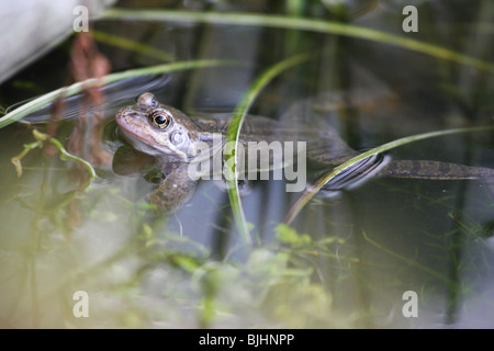 Rana comune nel laghetto in giardino Foto Stock