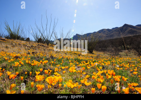 Papaveri messicano, (Argemone mexicana), crescono nel Deserto di Sonora, Green Valley, Arizona, Stati Uniti. Foto Stock