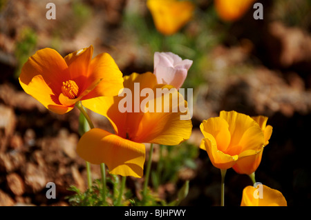 Papaveri messicano, (Argemone mexicana), crescono nel Deserto di Sonora, Green Valley, Arizona, Stati Uniti. Foto Stock