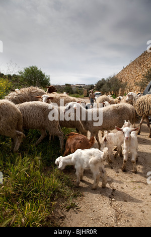 Ta' Rikkardu ristorante e di capra al processo di produzione del formaggio, Gozo, Malta Foto Stock