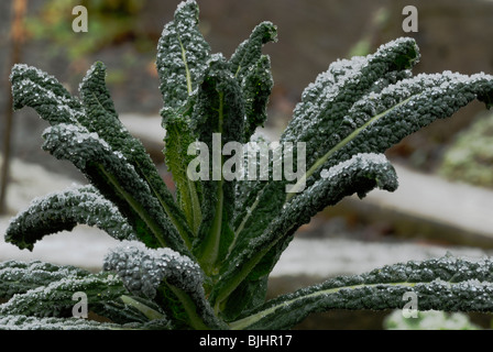 Brassica oleracea var. acephala, Kale, Nero di Toscana, nel gelo. Foto Stock