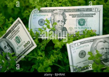 Note dollaro crescente da una pianta verde, vantaggi la metafora della crescita Foto Stock