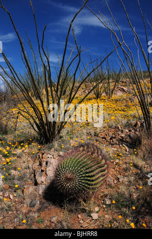 Papaveri messicano, (Argemone mexicana), crescono nel Deserto di Sonora, Green Valley, Arizona, Stati Uniti. Foto Stock