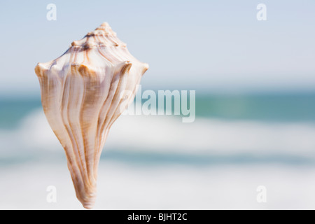 Conch Foto Stock