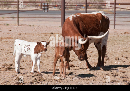 Nuovo Messico, Las Cruces, Nuovo Messico Farm & Ranch Heritage Museum, longhorn bovini mucca con vitelli Foto Stock