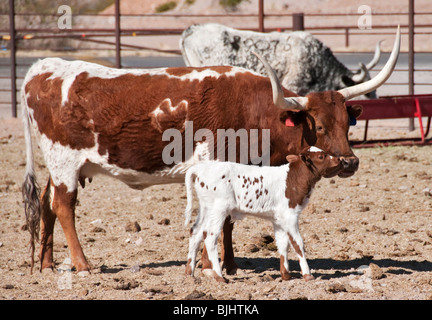 Nuovo Messico, Las Cruces, Nuovo Messico Farm & Ranch Heritage Museum, longhorn bestiame bovino vitello lambente Foto Stock