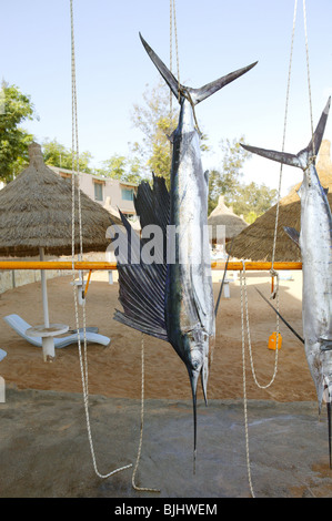 Cattura Sailfish appesi da pesca marlin trofeo del torneo Foto Stock