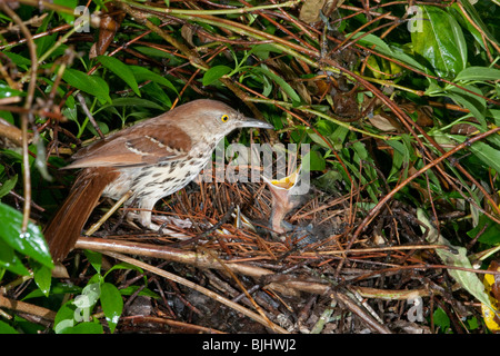 Femmina thrasher marrone (Toxostoma rufum) alimentazione nidiacei. Foto Stock