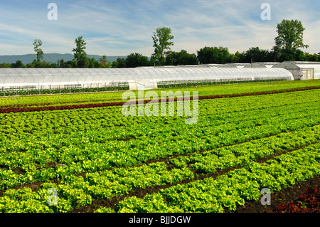 Cropland per produzione di lattuga e serre per la coltivazione di ortaggi nella regione Seeland, Svizzera Foto Stock