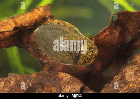 Piattino bug Ilyocoris cimicoides Foto Stock