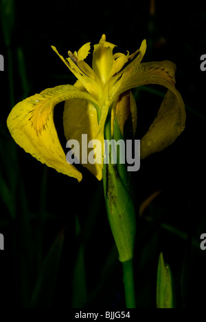 Bandiera gialla, acqua bandiera o iris gialla (Iris pseudacorus) Foto Stock
