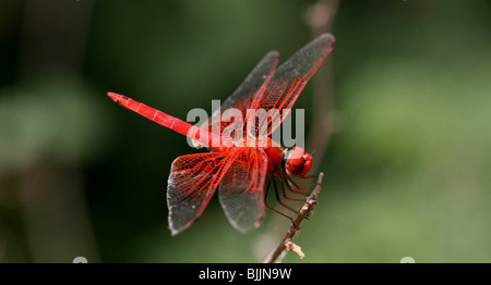 Rosso a forma di libellula africana Foto Stock