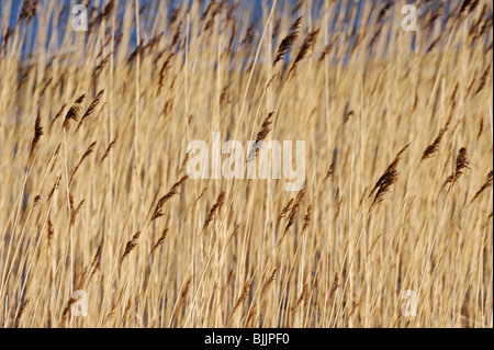 Densamente ricco di lamelle a secco in inverno in Loch Lunndabhra, Lochaber, Highlands scozzesi, REGNO UNITO Foto Stock