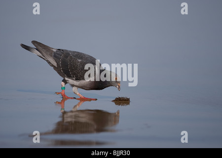 Piccioni selvatici (Columba livia) Foto Stock