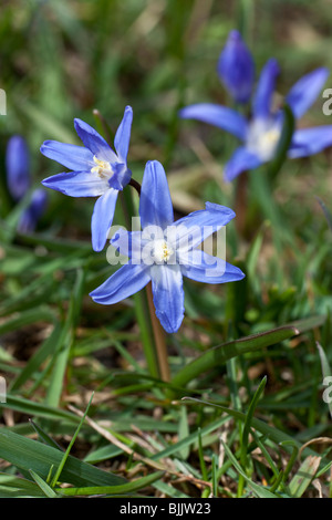 Chionodoxa lucillae (Gloria della neve), un blu brillante fioritura lampadina a molla. Charles Lupica Foto Stock