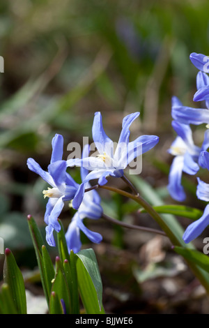 Chionodoxa lucillae (Gloria della neve), un blu brillante fioritura lampadina a molla. Charles Lupica Foto Stock
