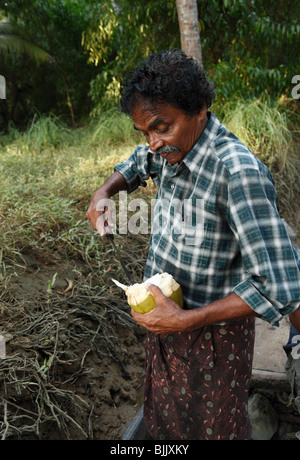 Uomo indiano il taglio di aprire una noce di cocco, Kerala, India del Sud, India, Asia Foto Stock