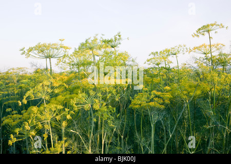 " Aneto Anethum graveolens', campo di fioritura. Foto Stock