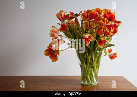 Fioritura, quasi sbiadito i tulipani Foto Stock