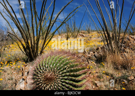 Papaveri messicano, (Argemone mexicana), crescono nel Deserto di Sonora, Green Valley, Arizona, Stati Uniti. Foto Stock