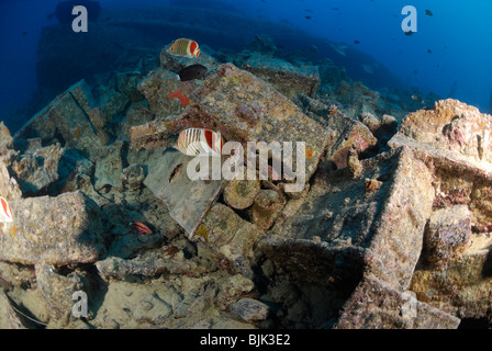 Relitto del Thistelgorm in Mar Rosso, Egitto off. Foto Stock