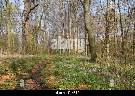 Svuotare sentiero escursionistico a Foresta di primavera Foto Stock