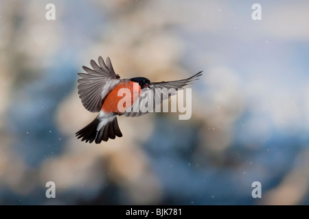 Comune o Bullfinch Ciuffolotto (Pyrrhula pyrrhula), maschio in volo durante il periodo invernale Foto Stock