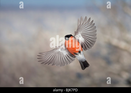 Comune o Bullfinch Ciuffolotto (Pyrrhula pyrrhula), maschio in volo durante il periodo invernale Foto Stock