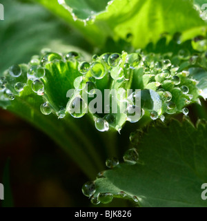 Lady del mantello (Alchemilla vulgaris) dopo una doccia a pioggia Foto Stock