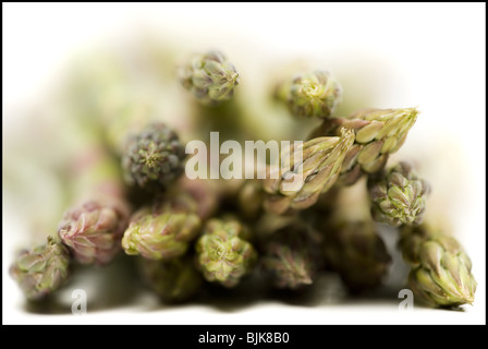 Mazzetto di asparagi spears close-up Foto Stock