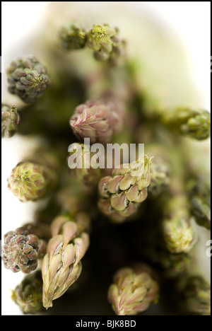 Mazzetto di asparagi spears close-up Foto Stock