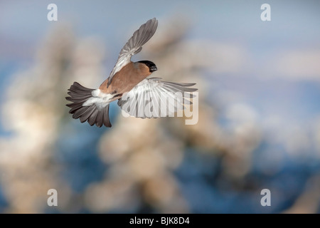 Comune o Bullfinch Ciuffolotto (Pyrrhula pyrrhula), femmina in volo durante il periodo invernale Foto Stock