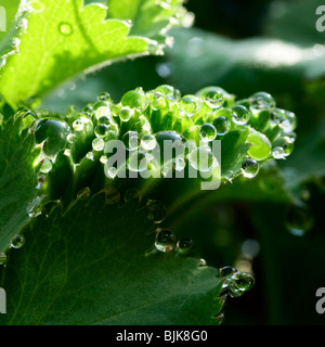 Lady del mantello (Alchemilla vulgaris) dopo una doccia a pioggia Foto Stock