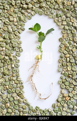 Il segnale di PEA seedling mostra legume, germogli, foglie e le radici circondato da rugosa di sementi di pisello su sfondo bianco Foto Stock