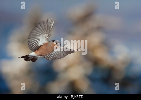 Comune o Bullfinch Ciuffolotto (Pyrrhula pyrrhula), femmina in volo durante il periodo invernale Foto Stock